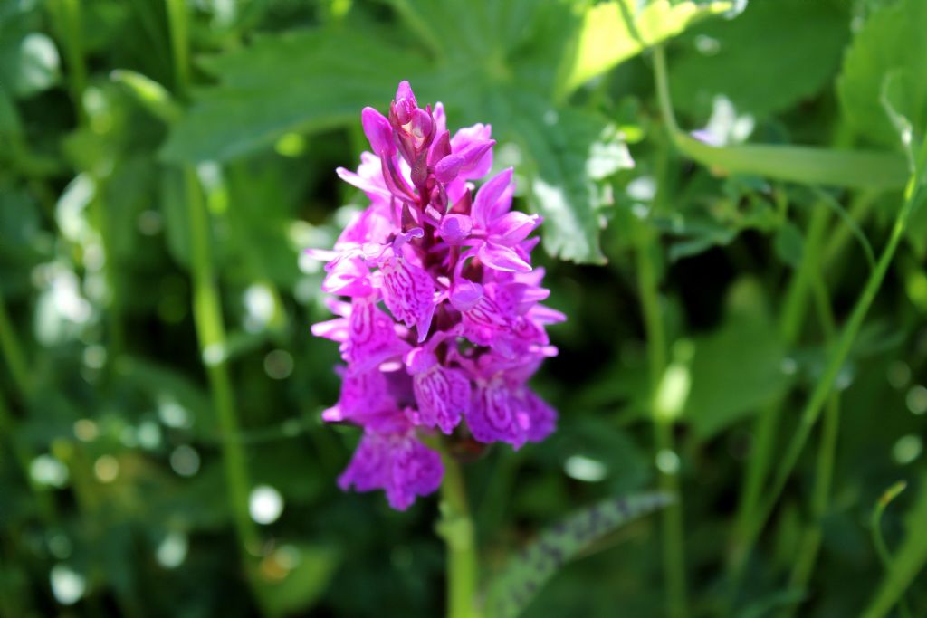 Dactylorhiza.....5